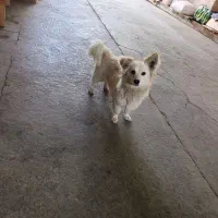 سگ پا کوتاه