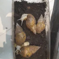 حلزون آچاتینا