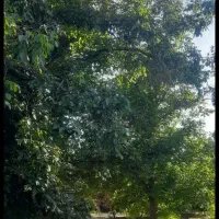 گردو چینی به صورت مرتب و منظم