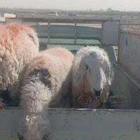 میش و بره نر مناسب