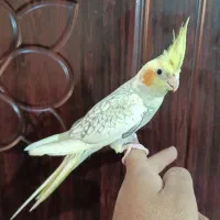 عروس هلندی نر زعفرانی خال خالی آوازخوان سخنگو