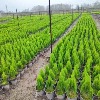 کاج کامیس نوکدار زعفرانی سبز زبر طلایی گلدان ۴