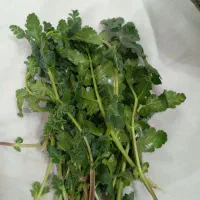 گشنیز کوهی
