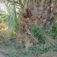 خواهان پاجوش نخل ربی