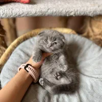 بچه گربه اصیل