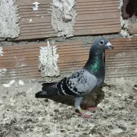 کفتر سبز پولک نر