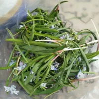 الگز از منطقه حاجی بی