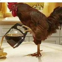 مرغ وخروس قربونی