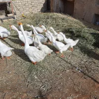 قوغاز نژاداصیل کرچ