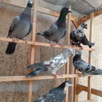 ده تا کفتر یک بوم ارازل