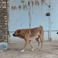 سگ نگهبان