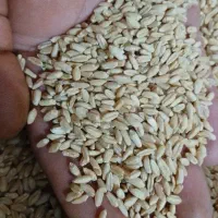 گندم قرمز دیم تمیز