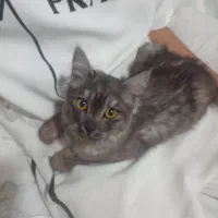 گربه اهلی نژاد دار در بهداری