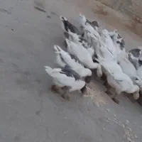 غاز