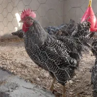 خروس امروک