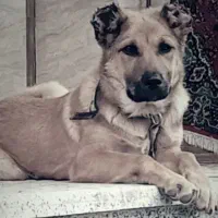 واگذاری سگ‌ سرابی ۴ ماهه