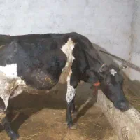 گاو با گوساله سیمینتال نر