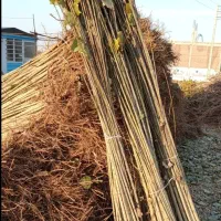 نهالستان فروش انواع نهال زودبازده و پربار ضمانتی|خدمات باغبانی و درختکاری|ساری, |دیوار