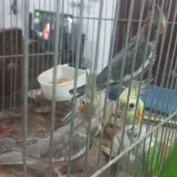 جوجه عروس هلندی سرحال