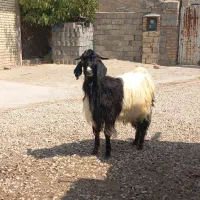 ویک بزغاله