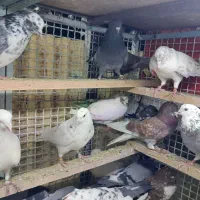 کفتر
