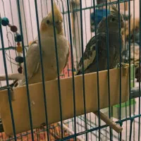 طوطی عروس هلندی