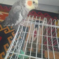 طوطی عروس هلندی