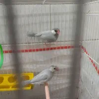 یک جفت فنچ نرگسی سیلور