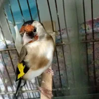 سهره خوب  کسی خواست.   کمترم میدم