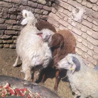بره نر ماده دورگ