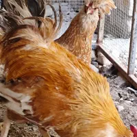 مرغ و خروس