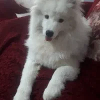 سگ گمشده ماده
