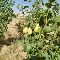 زمین1000متری-بادرخت-5ساله
