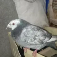 کبوتر سرخ پلاکی و بزک