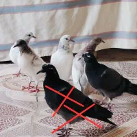 پنج عدد کبوتر جوجه دان خور شده پرشی