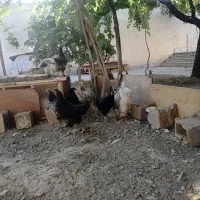 مرغ و جوجه زینتی