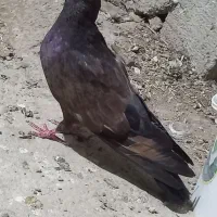 فروش کبوتر  کله ای