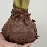 پیاز آماریلیس