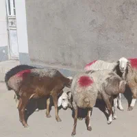 6عدد میش جوان
