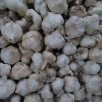 سیر محلی خوب و تازه