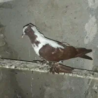 کبوتر ککیلی جوجه ۳ پر