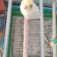 عروس هلندی گم شده