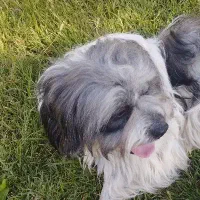 پت شیتزو نرو ماده