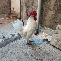 خروس