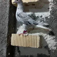 ماده سرور دمسفید