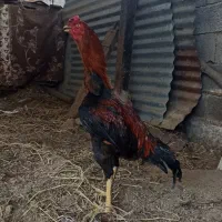 خروس لاری  هشت ماهه