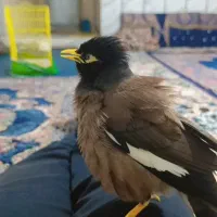 مینا پرحرف
