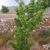 ....|فروش زمین و ملک کلنگی|چترود, |دیوار