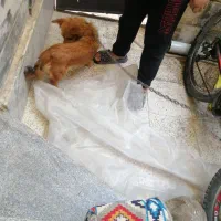سگ پاپی کوتوله ماده 2200