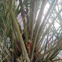 پاجوش نخل فحل